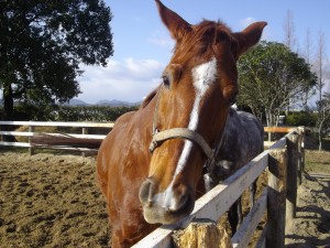 馬事公園でサラブレッドがお待ちしています