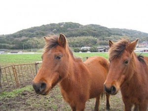 2頭の馬の写真