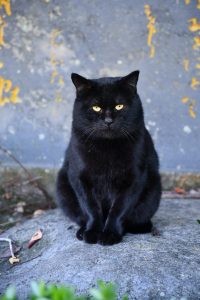 黒い猫の画像