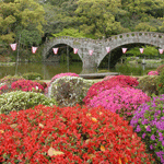 ツツジが咲き誇る眼鏡橋の写真