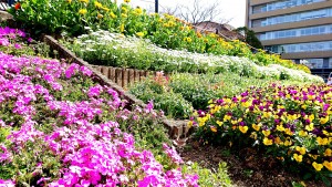 花いっぱい運動推進花苗等支援事業ほかの画像