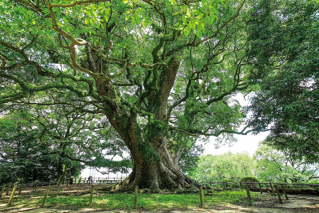 写真：諫早公園の大クスの風景