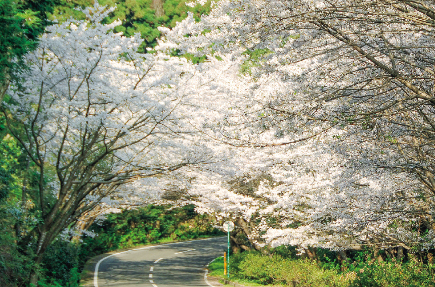 写真：桜のトンネルの風景