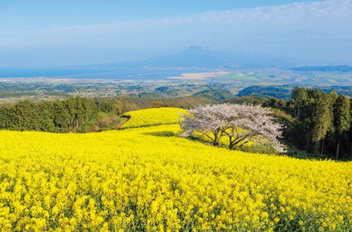 写真：白木峰高原の風景