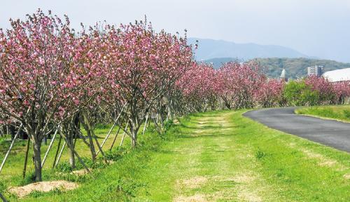 写真：本明川桜づつみの風景