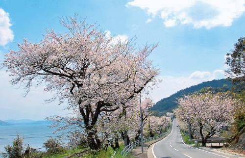 写真：古川の桜並木の風景