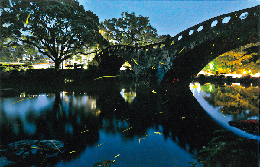 写真：諫早公園ホタルの舞の風景