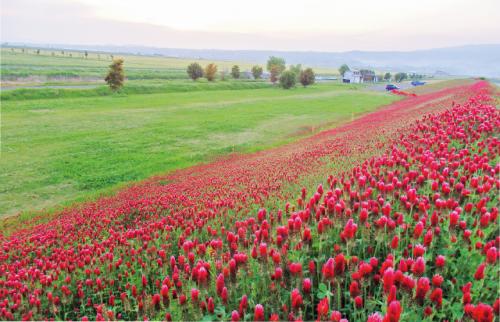 写真：クリムソンクローバーの風景