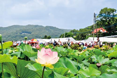 写真：唐比ハス祭りの風景