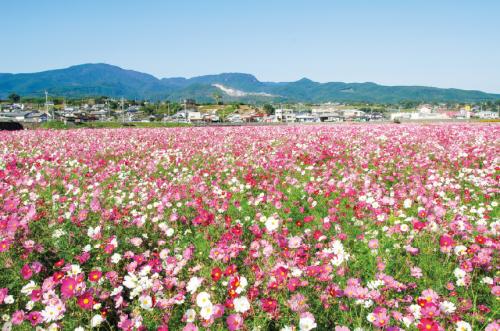 写真：白木峰高原のコスモスの風景