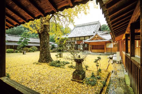 写真：天祐寺のイチョウの風景