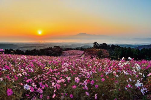 写真：白木峰高原のコスモス