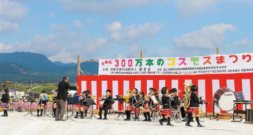 写真：コスモスまつりの風景