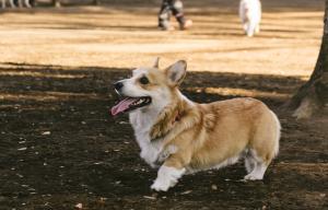 犬の画像