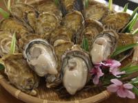 小長井牡蠣や季節の魚、地元野菜が並ぶの画像