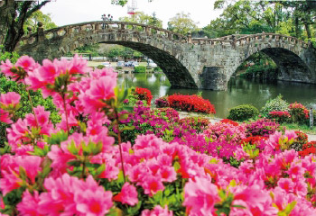 花木を愛で心はずむ旅時間の画像