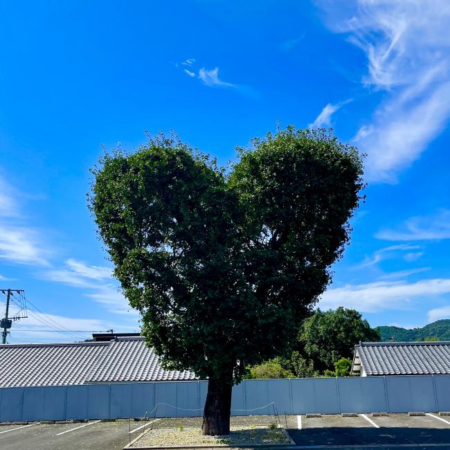 写真：ハートの銀杏の木の風景
