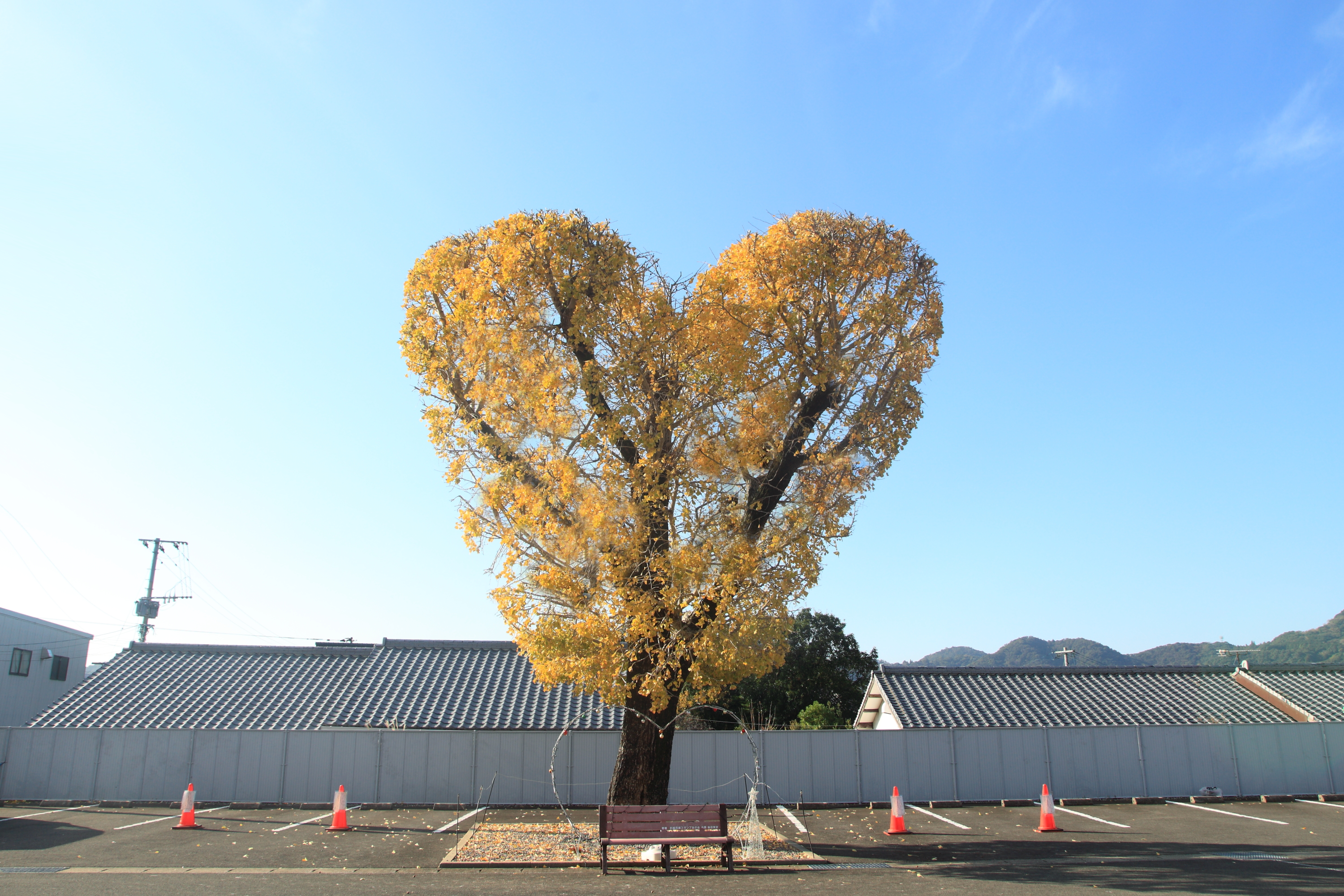 紅葉したハートのイチョウの木の画像