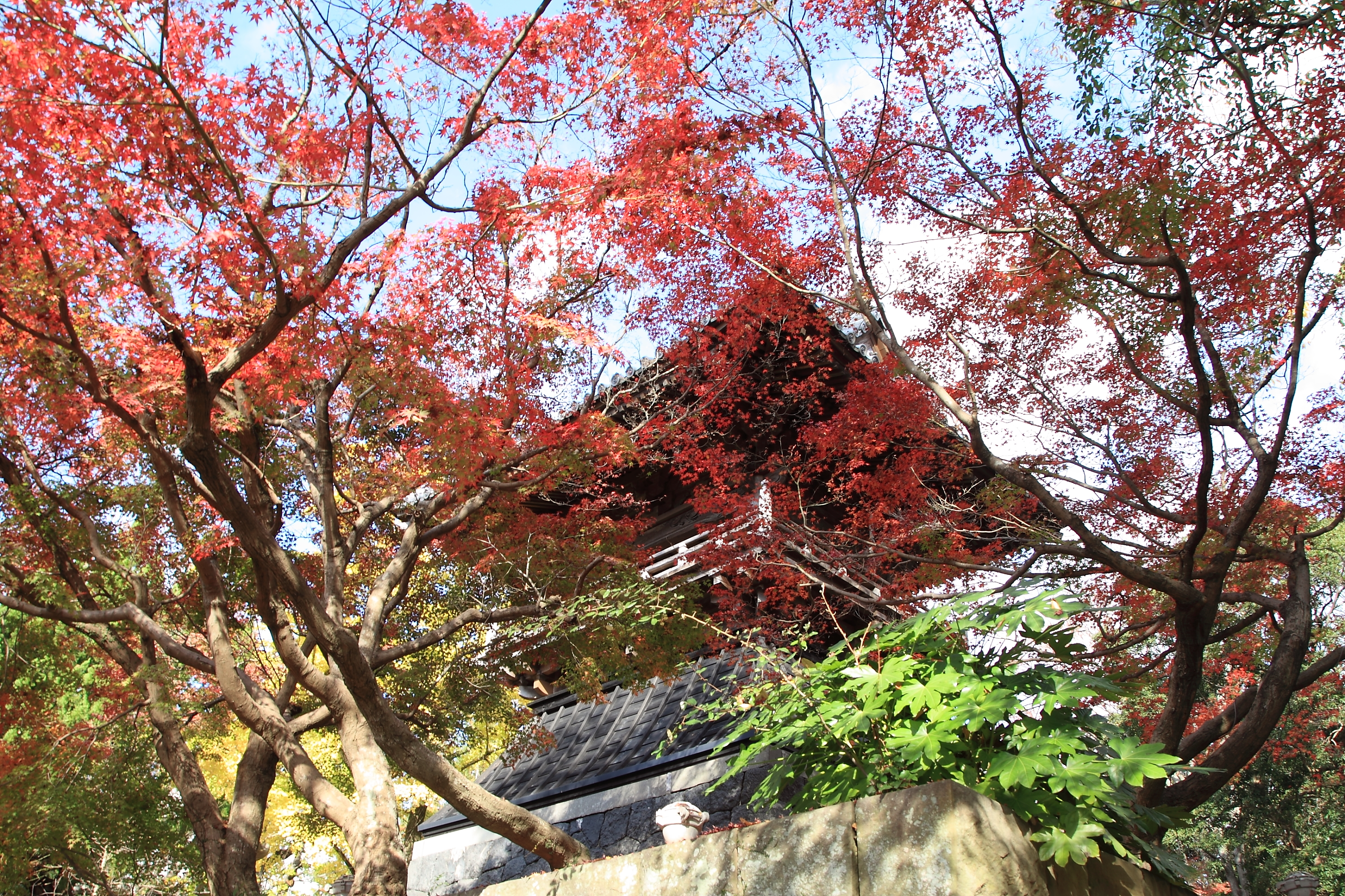 紅葉と安勝寺の画像