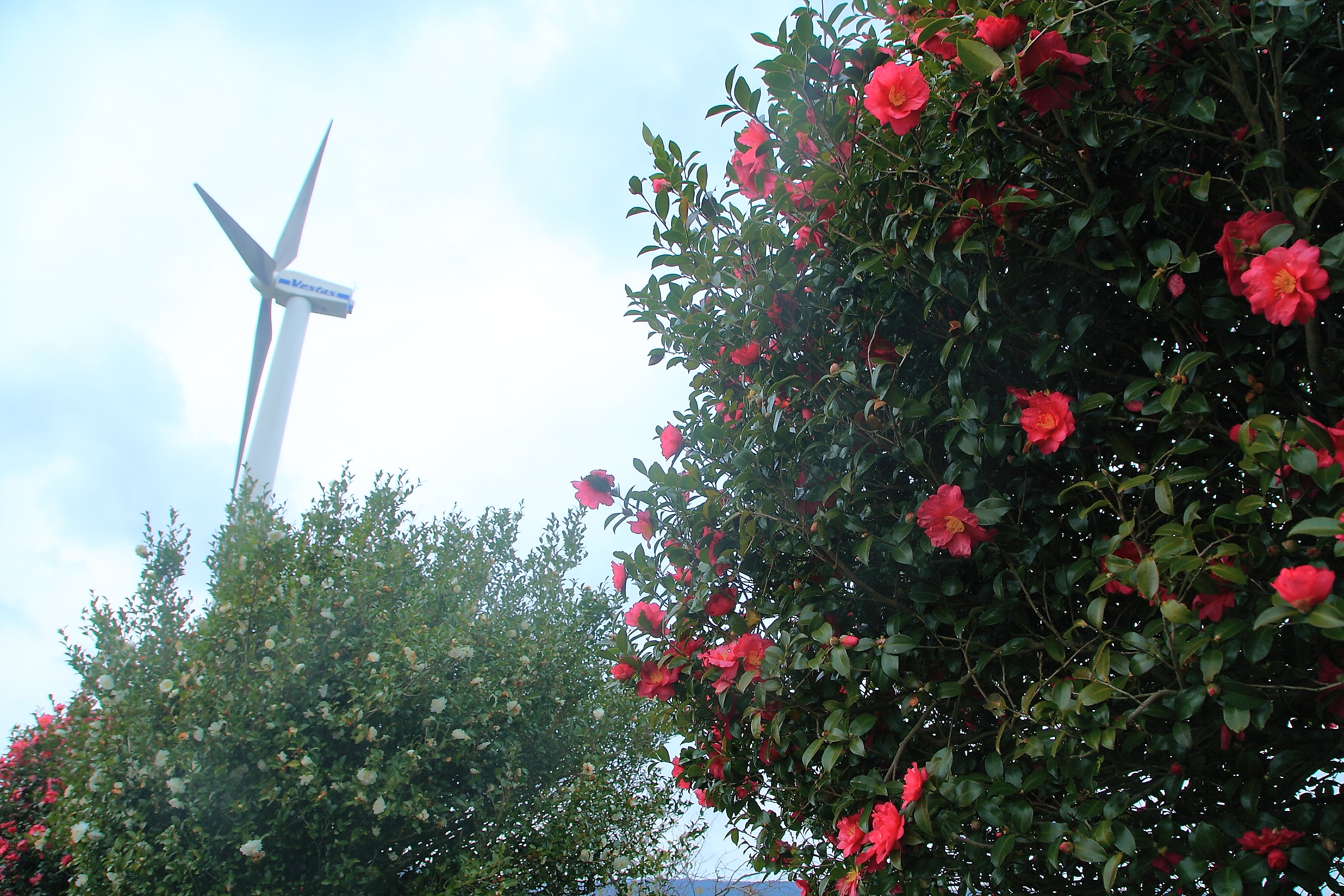 山茶花高原の風車と山茶花の花の画像