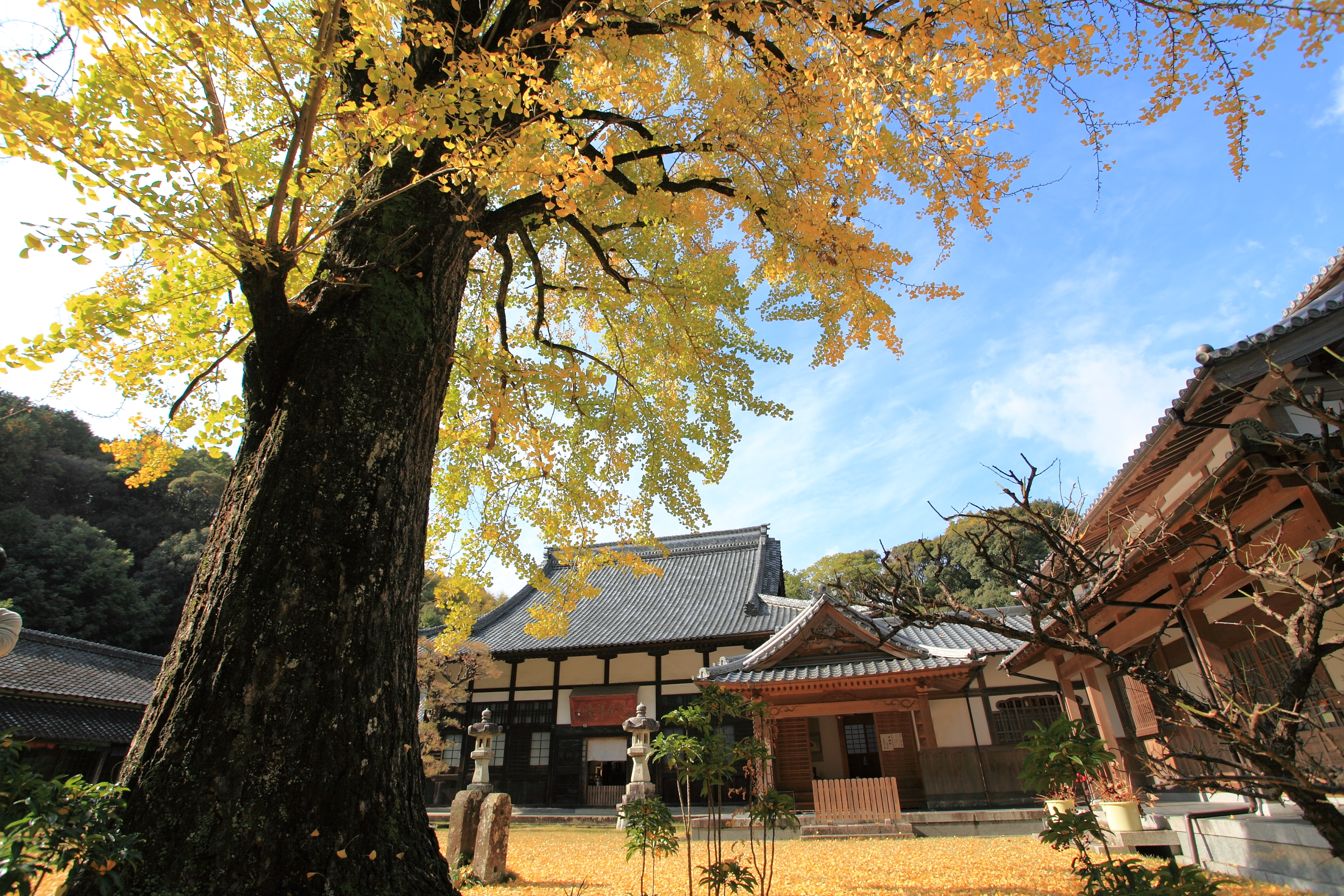 天祐寺の大イチョウの木の画像