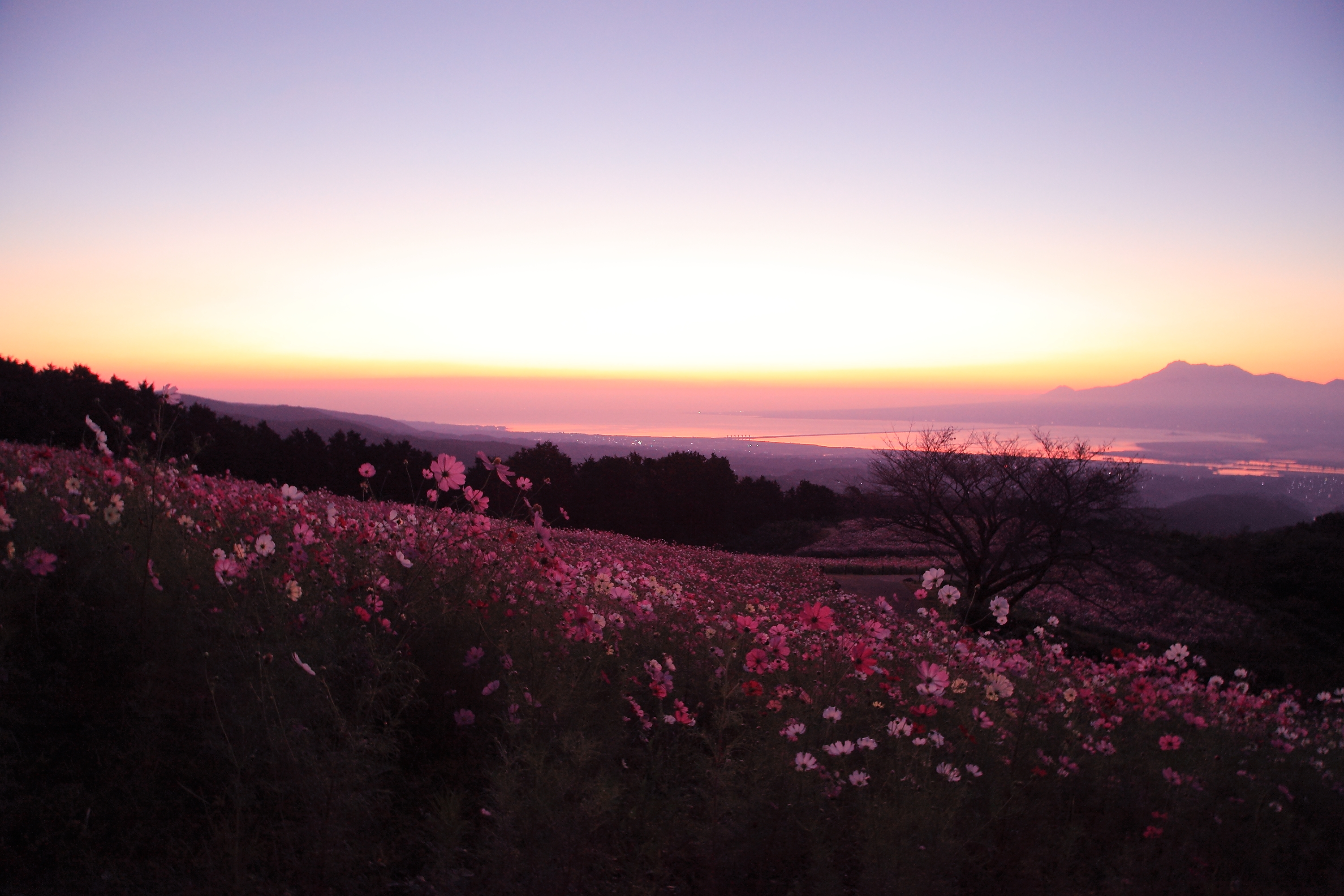 朝焼けの白木峰高原のコスモスの画像