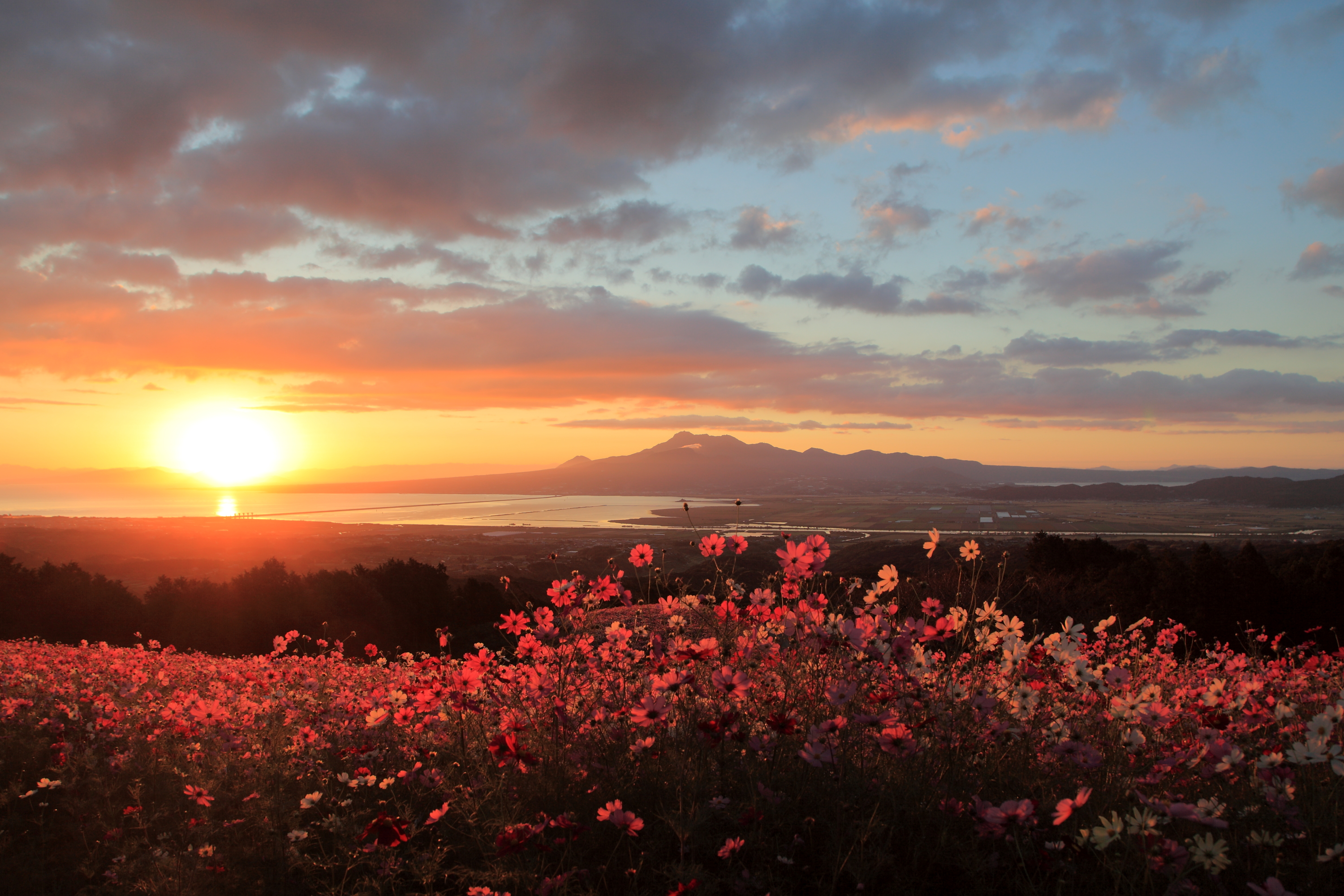 朝日と白木峰高原のコスモスの画像