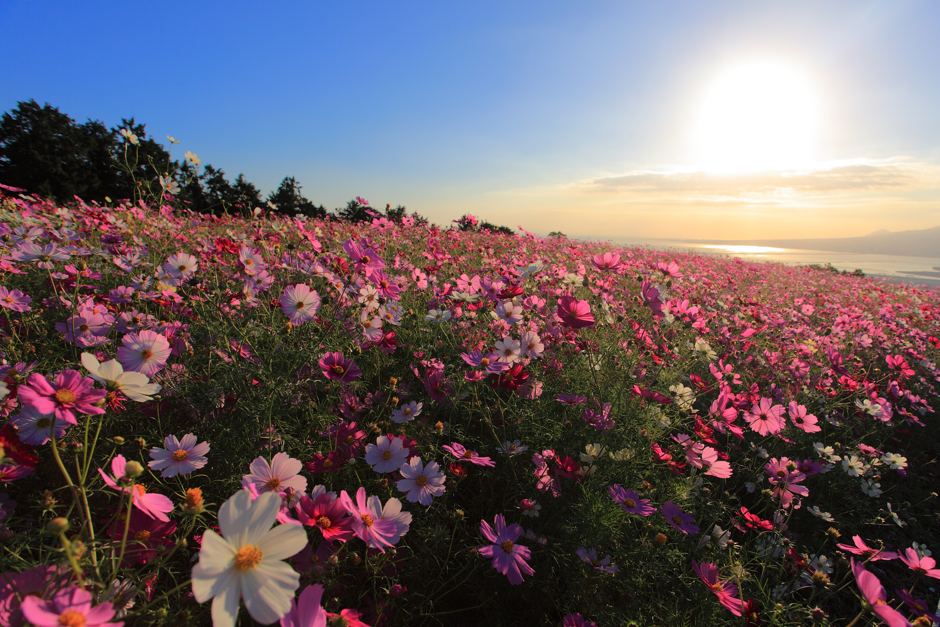 朝日に照らされる白木峰高原のコスモスの画像