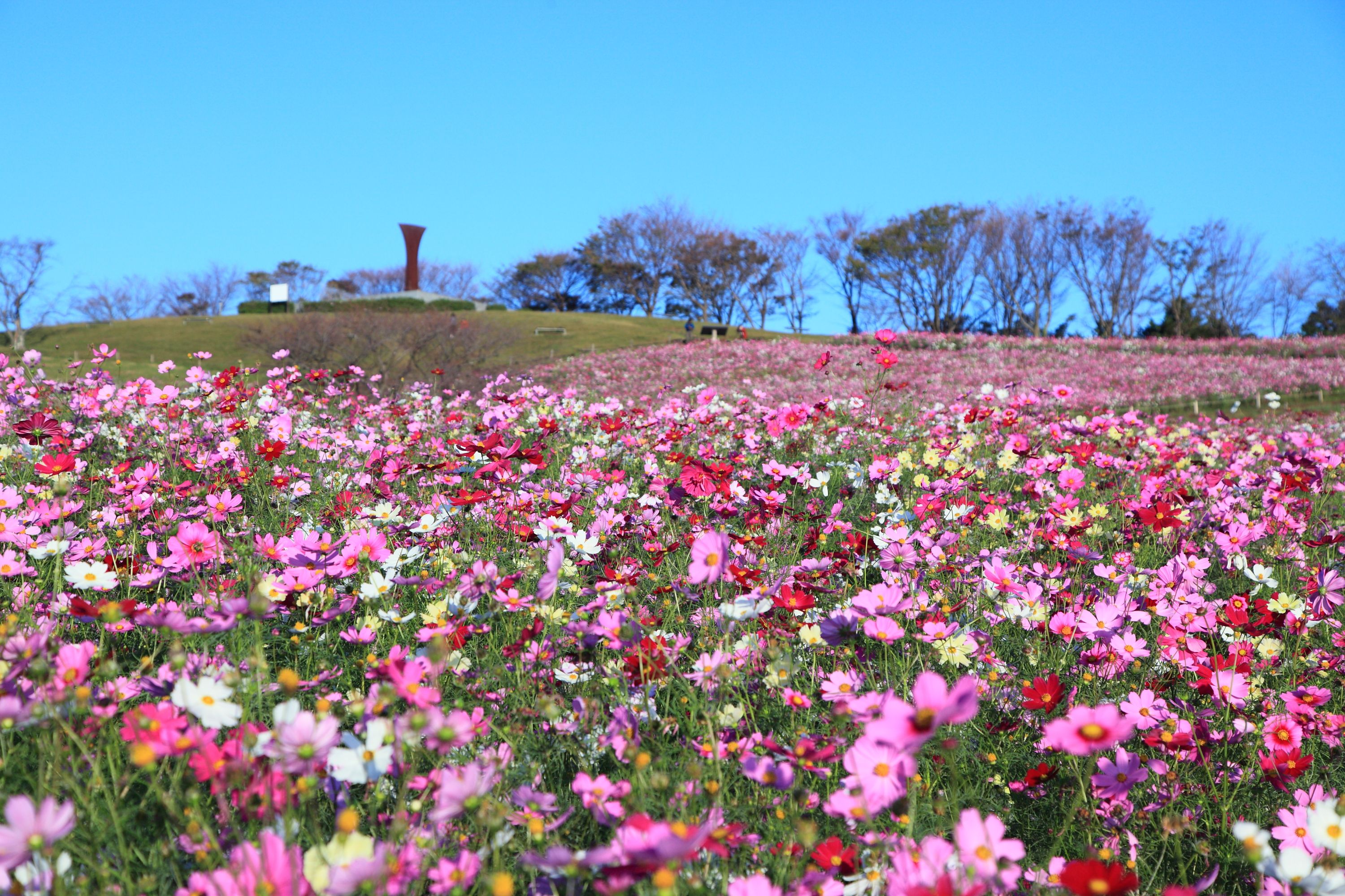 満開の白木峰高原のコスモスの画像