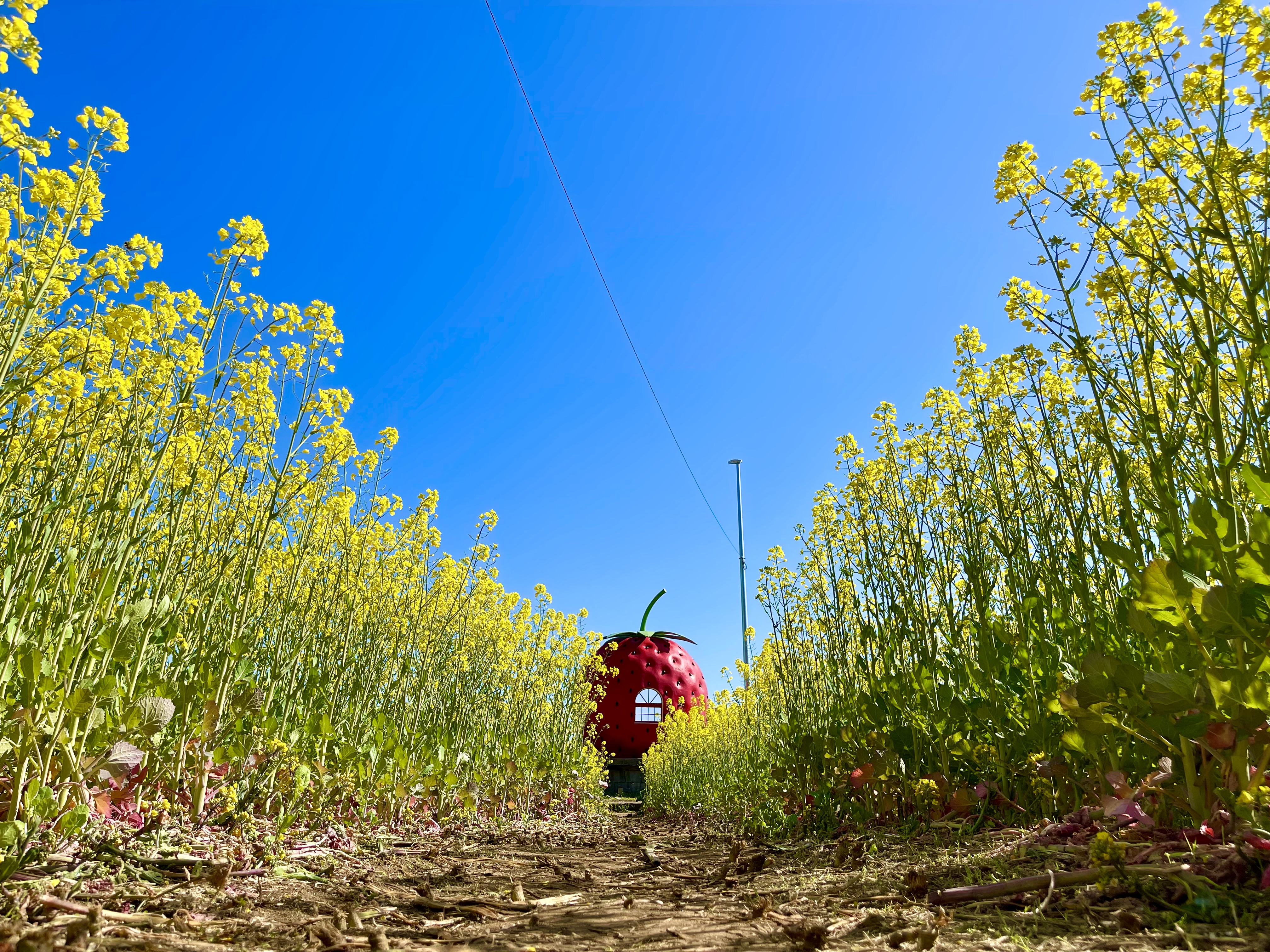 菜の花とイチゴのフルーツバス停の画像