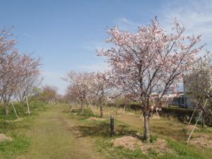 本明川桜づつみ２