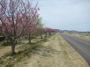 本明川桜づつみ３