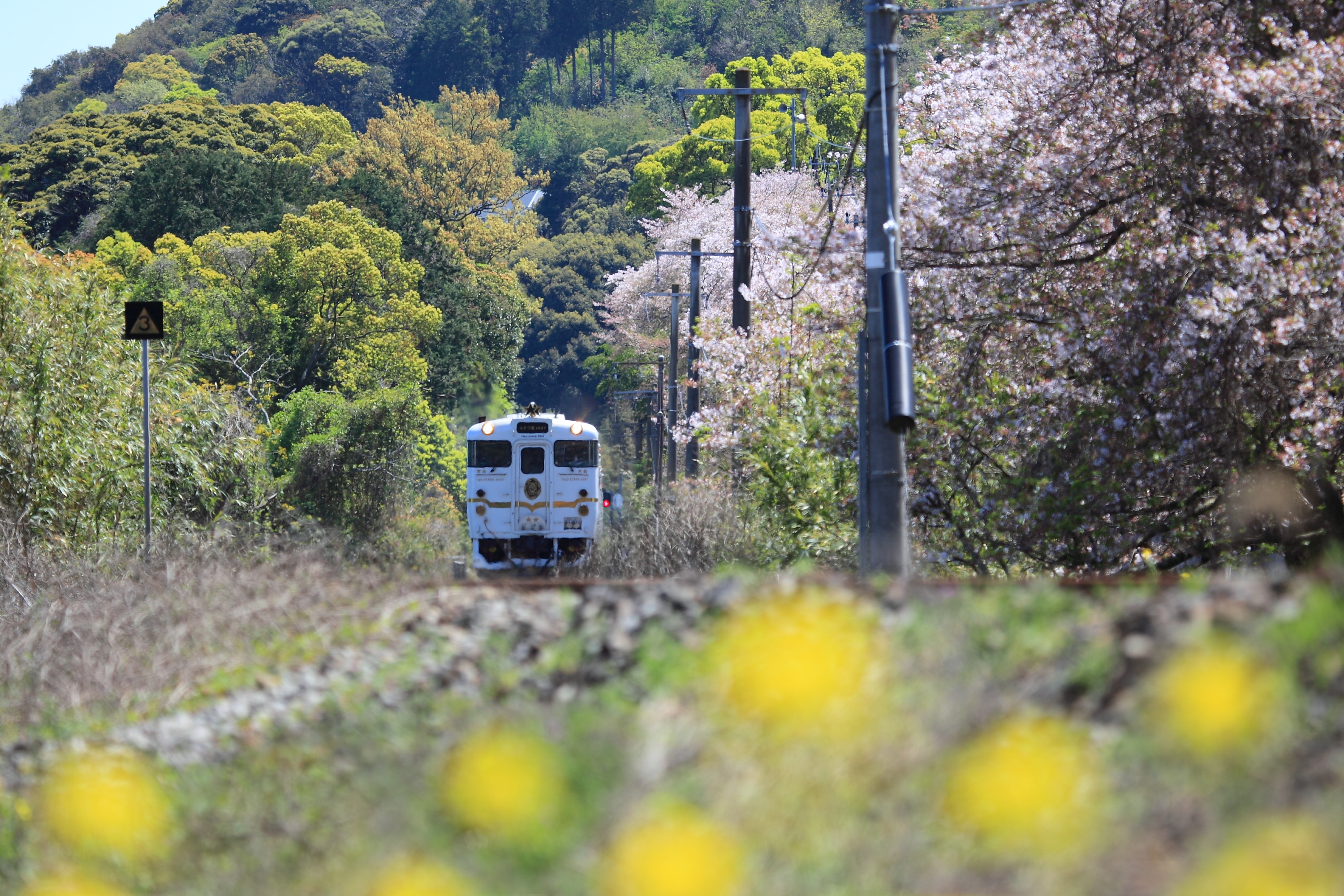 ふたつ星が走る古川の桜並木