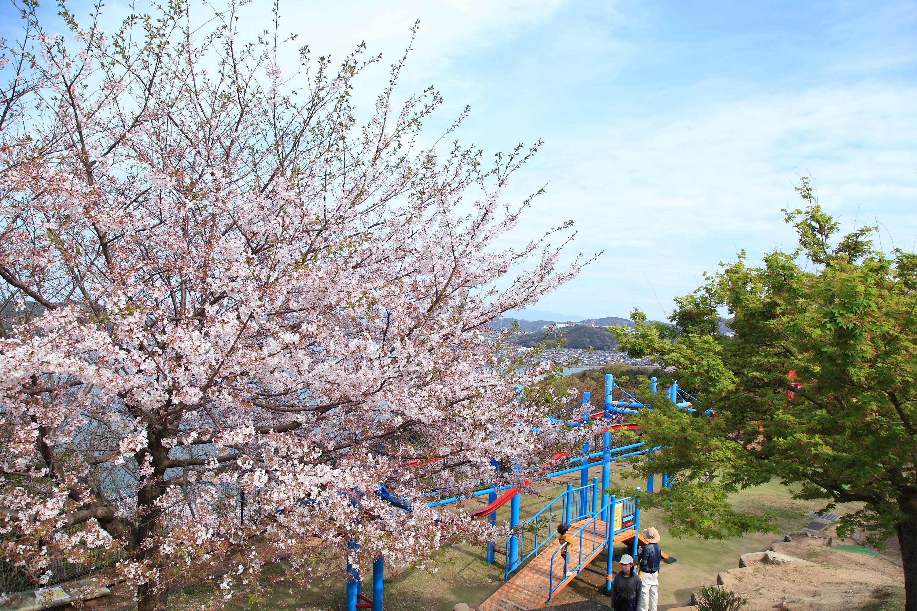 のぞみ公園の桜と遊具