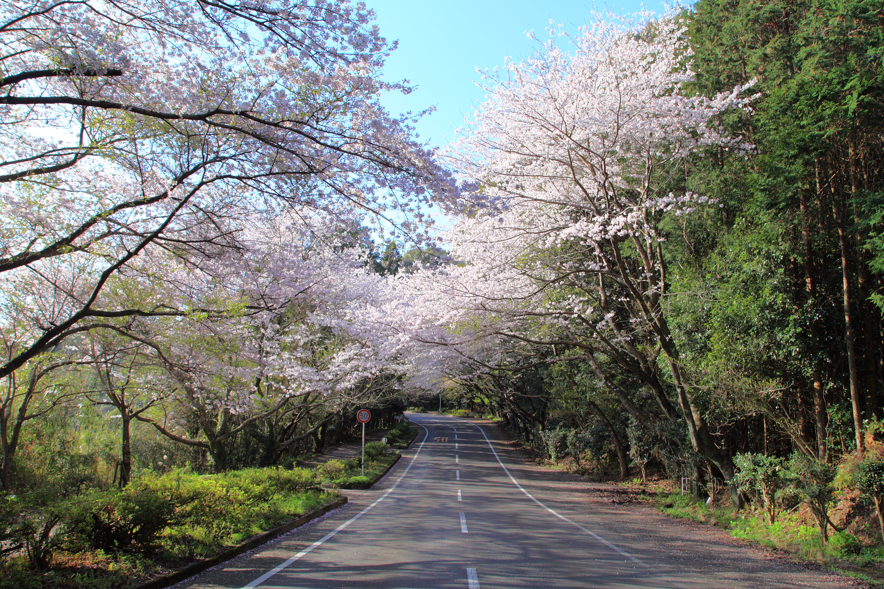 日が差し込む森山の桜のトンネル