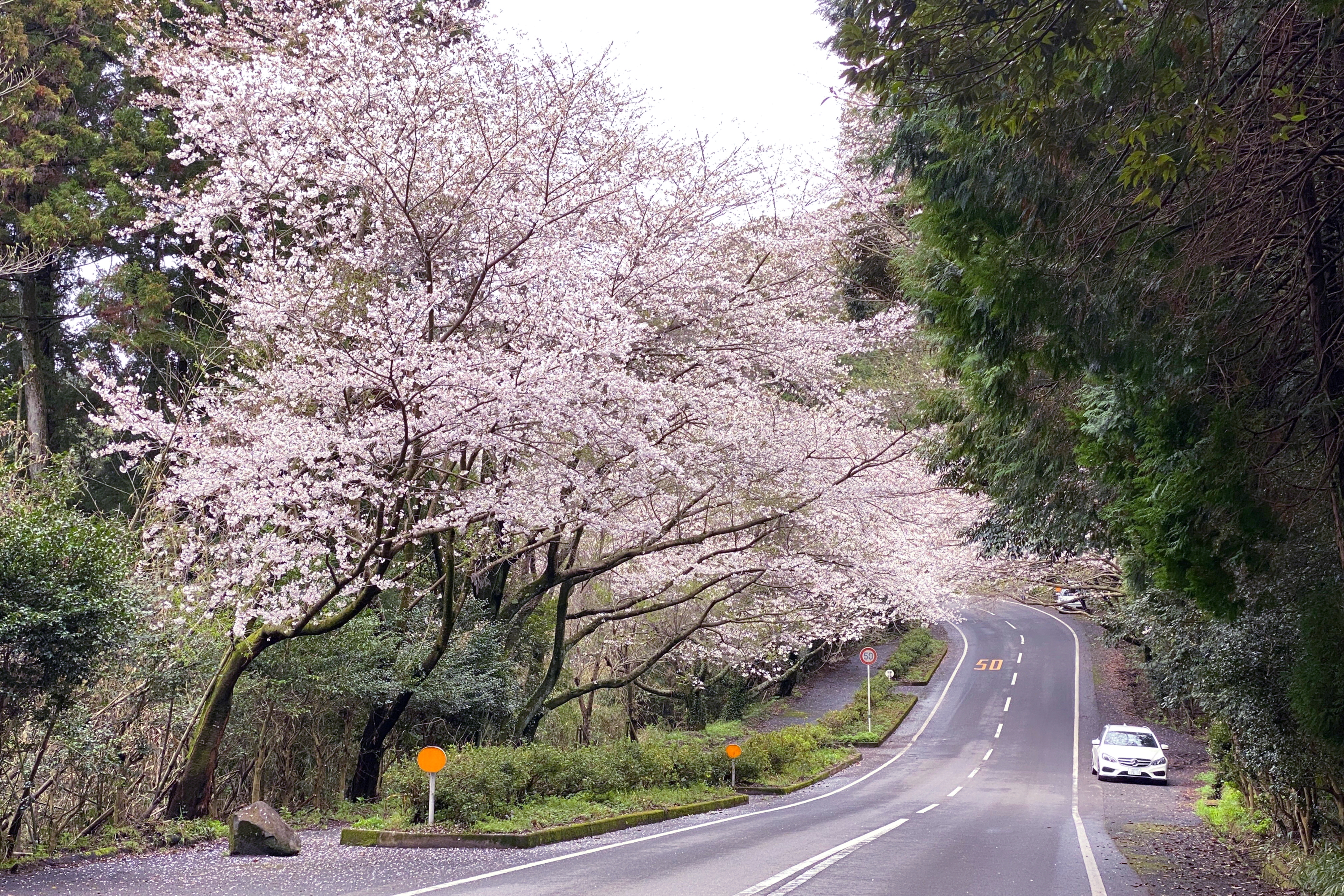 咲き誇る森山の桜のトンネル