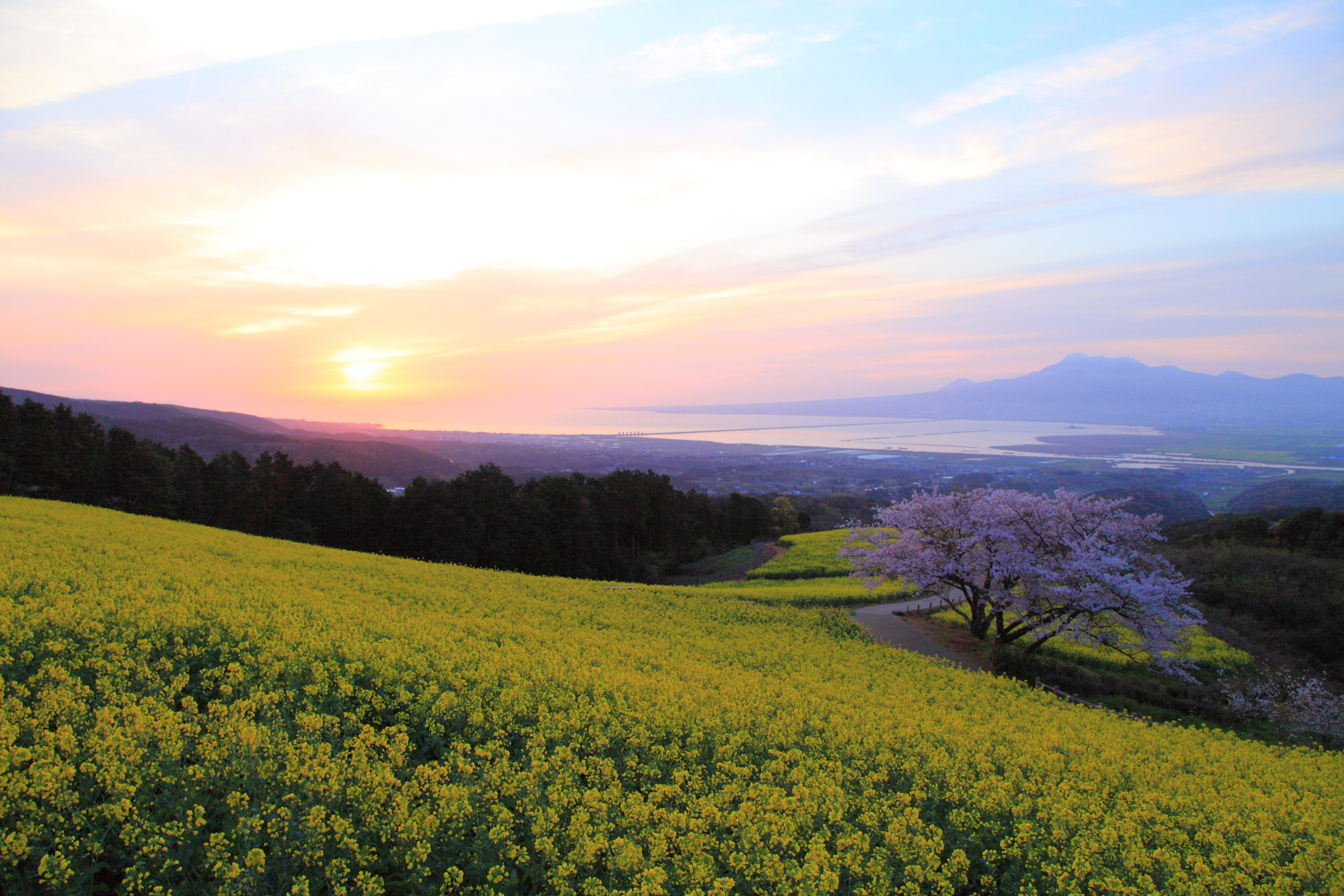 春の朝日が差し込む白木峰高原