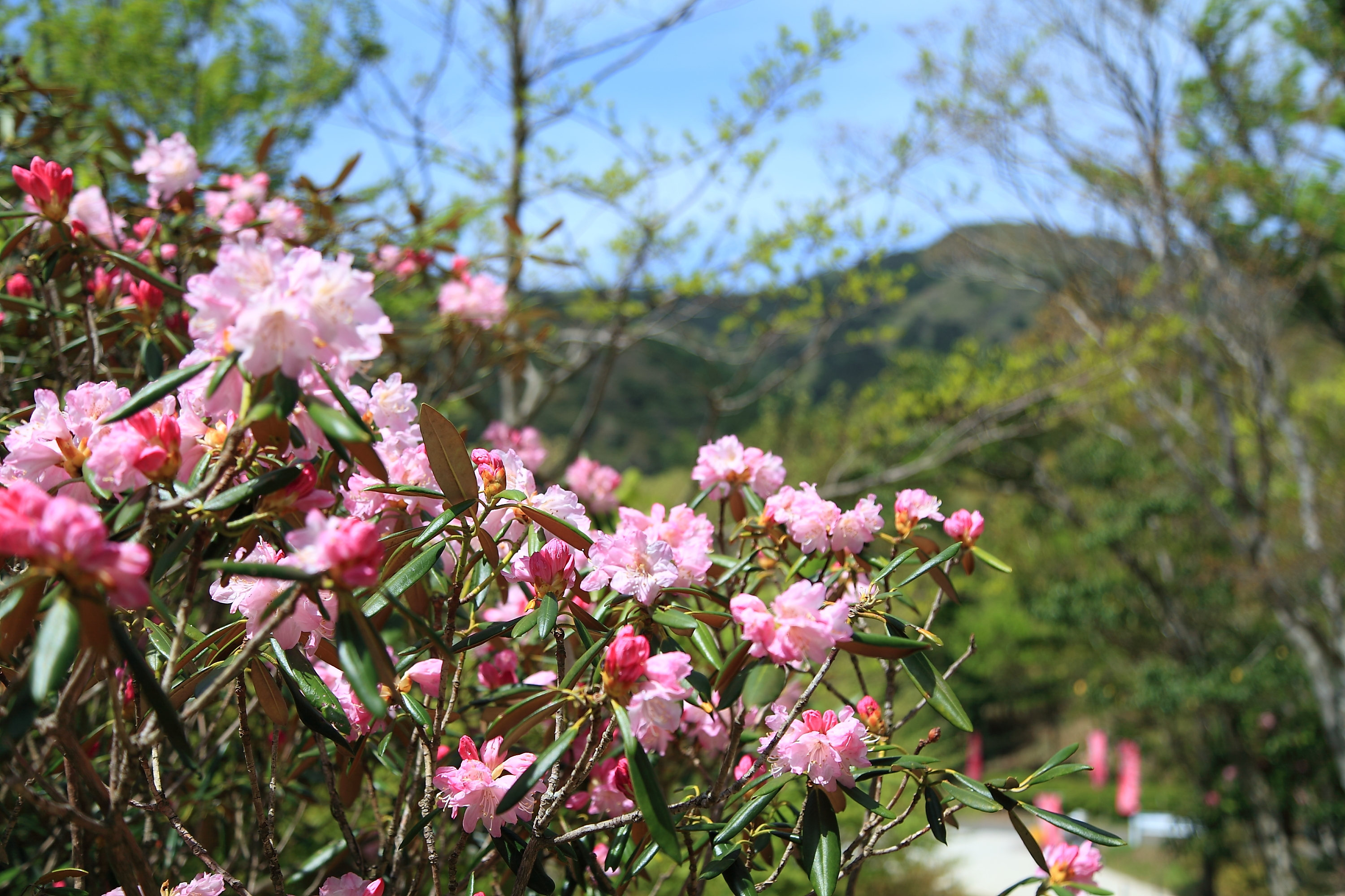 ツクシシャクナゲの花と蕾