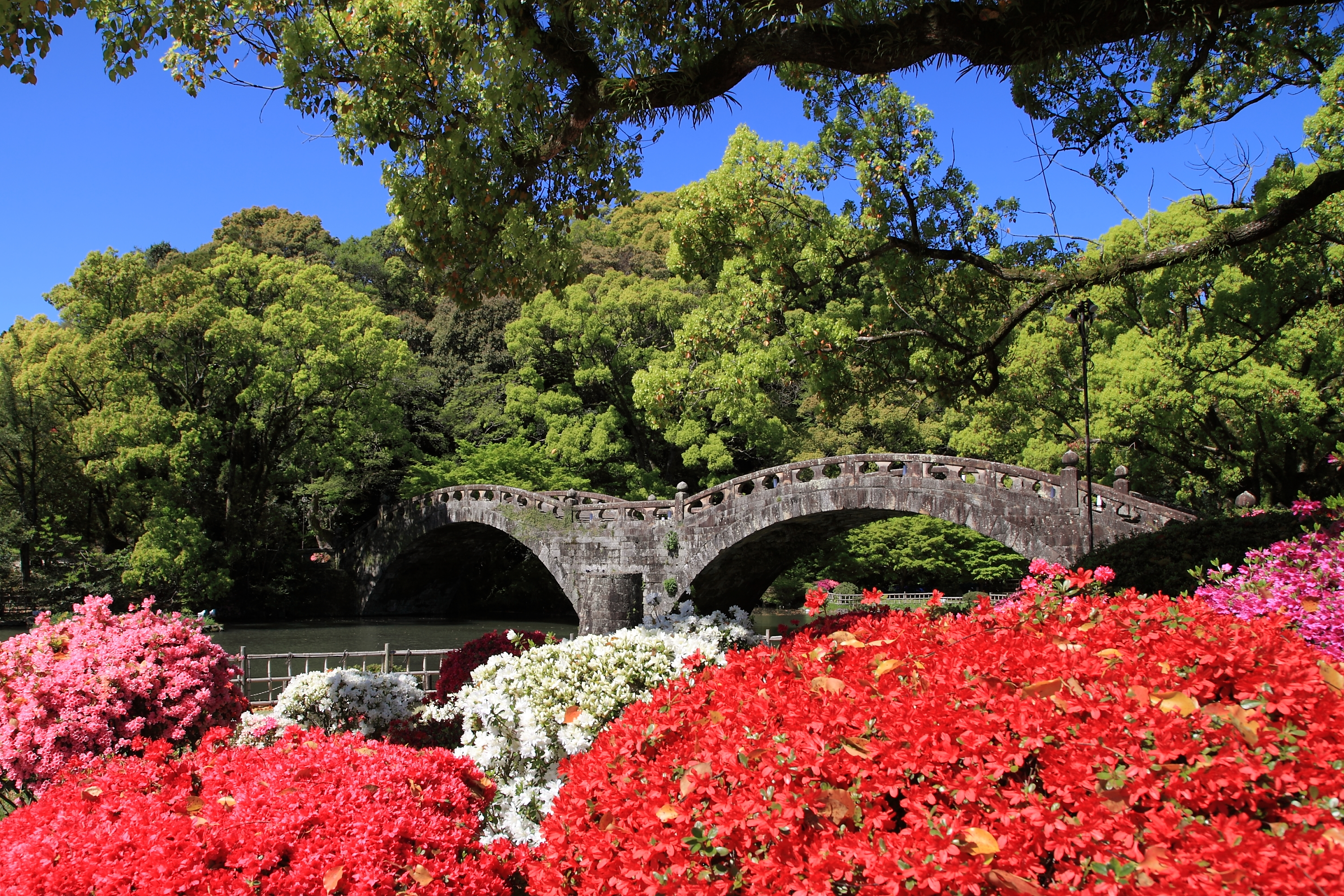 満開のツツジと眼鏡橋