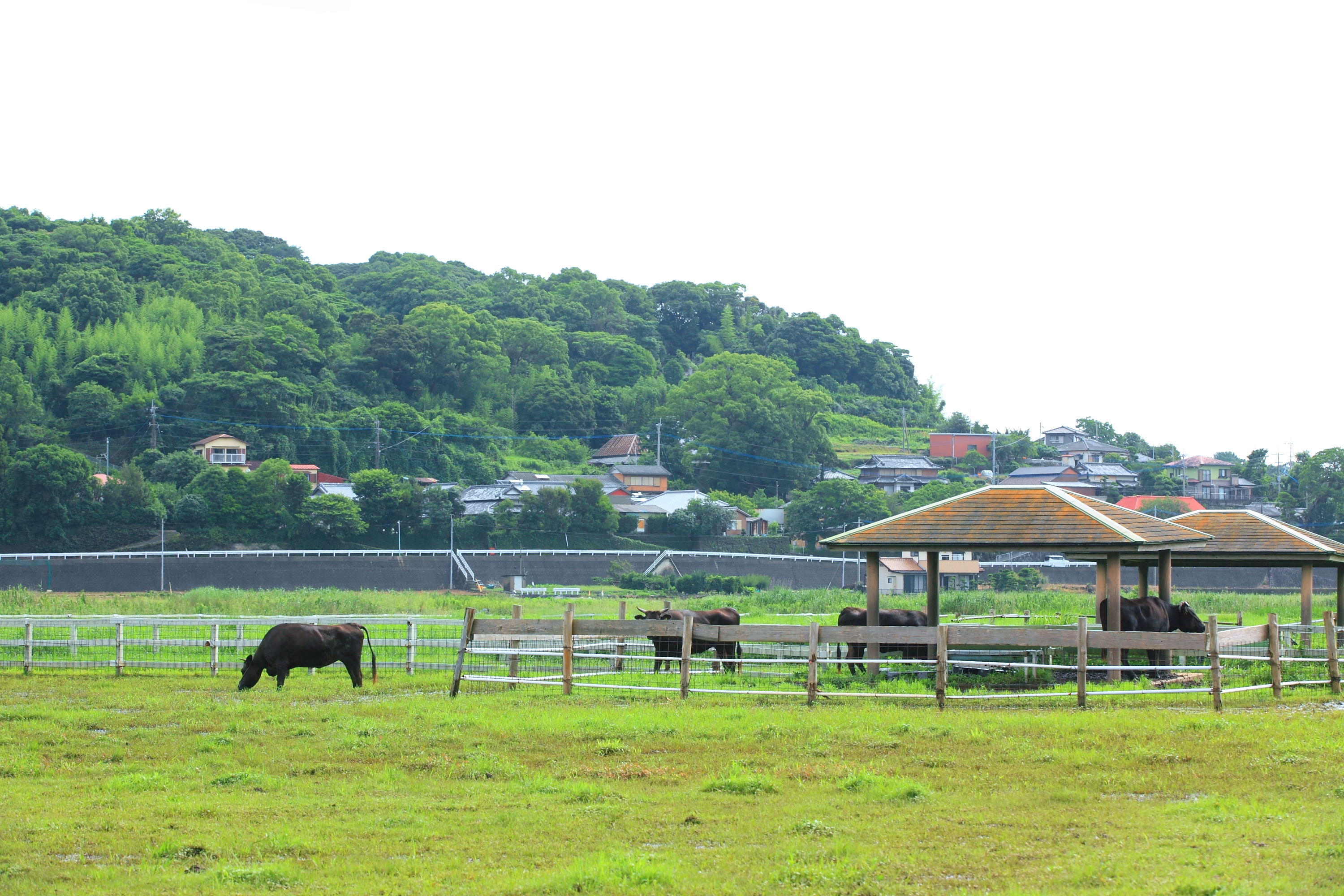 ふれあい牧場の牛と風景