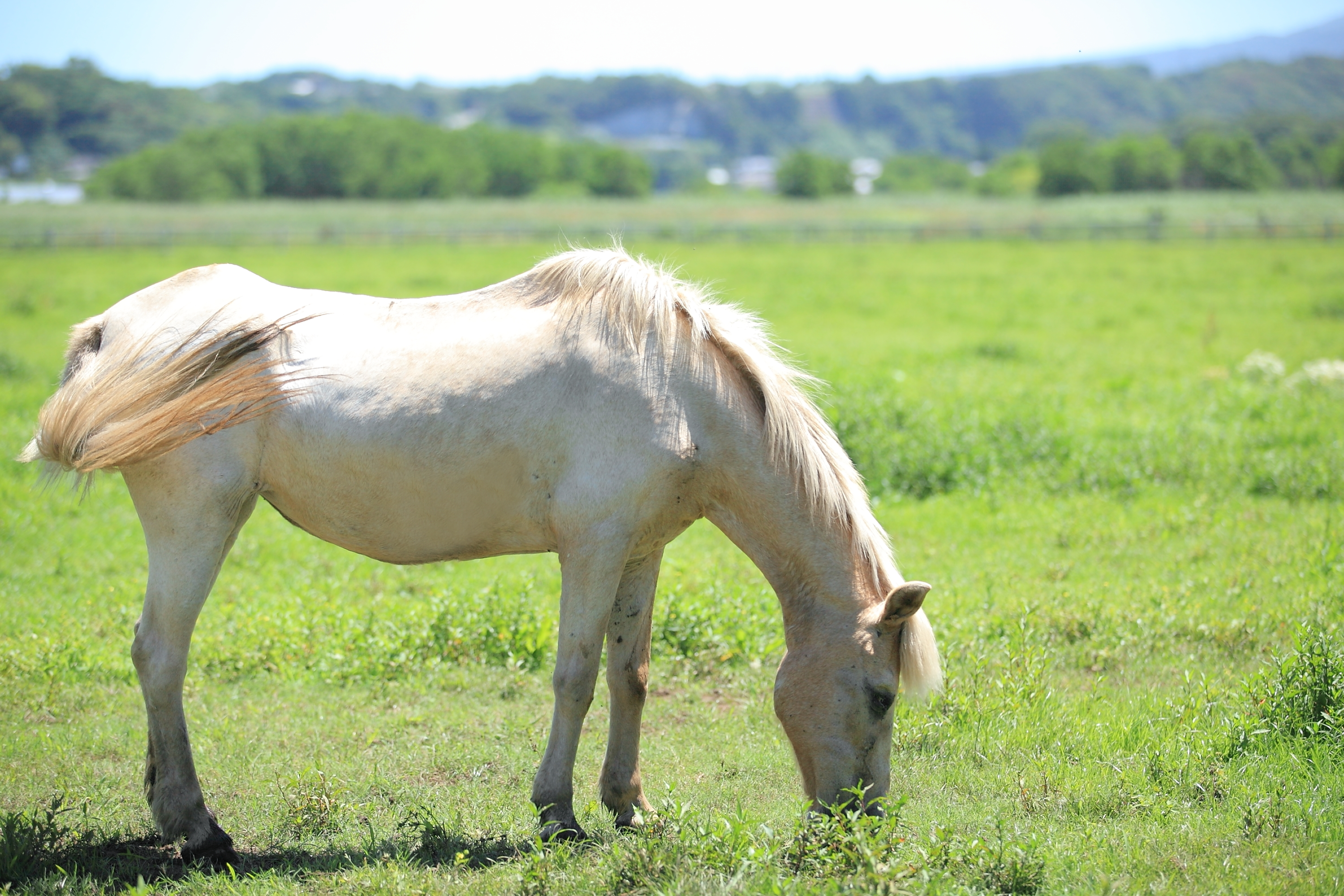 ふれあい牧場白馬