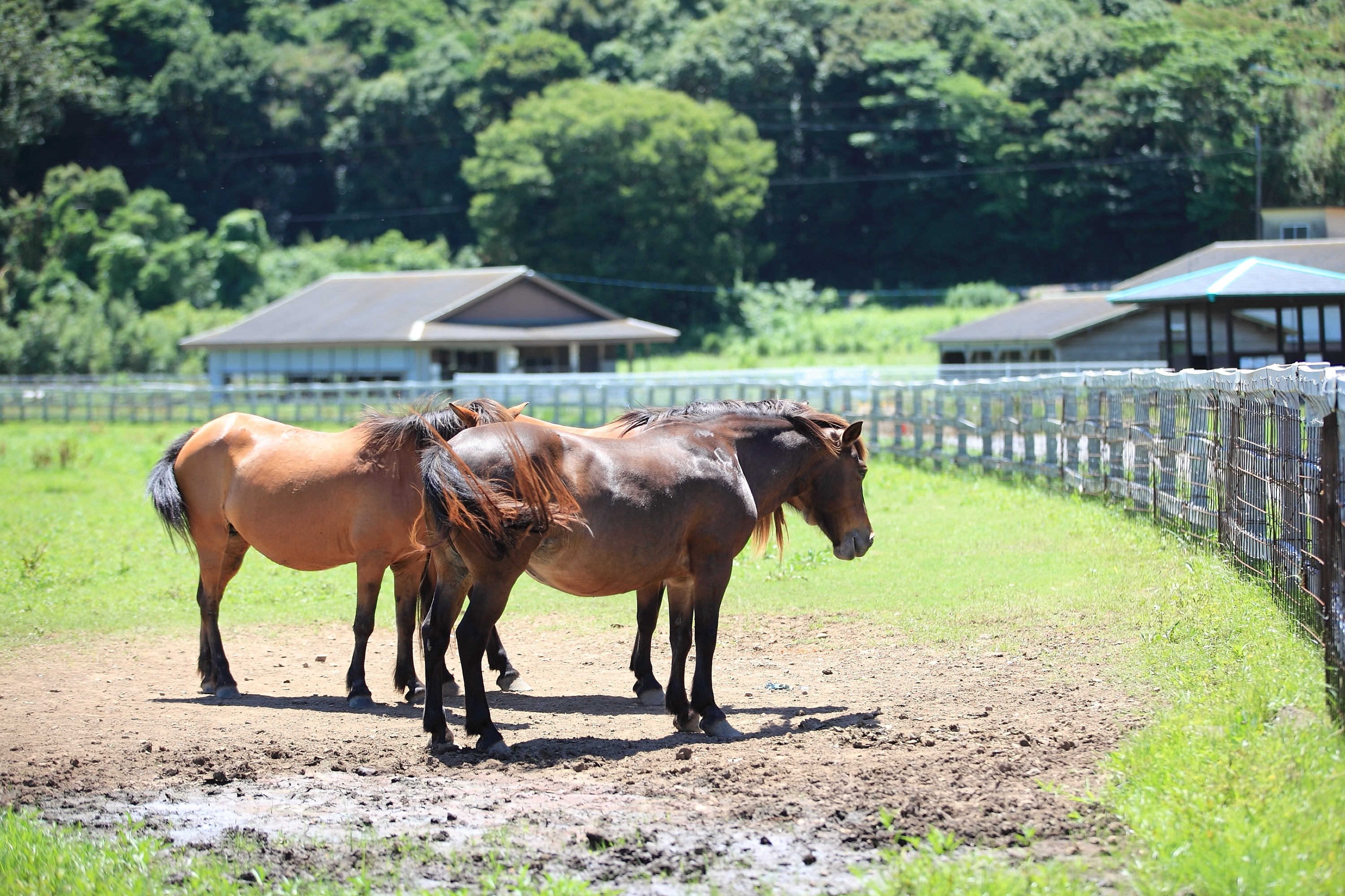 ふれあい牧場牛おしり