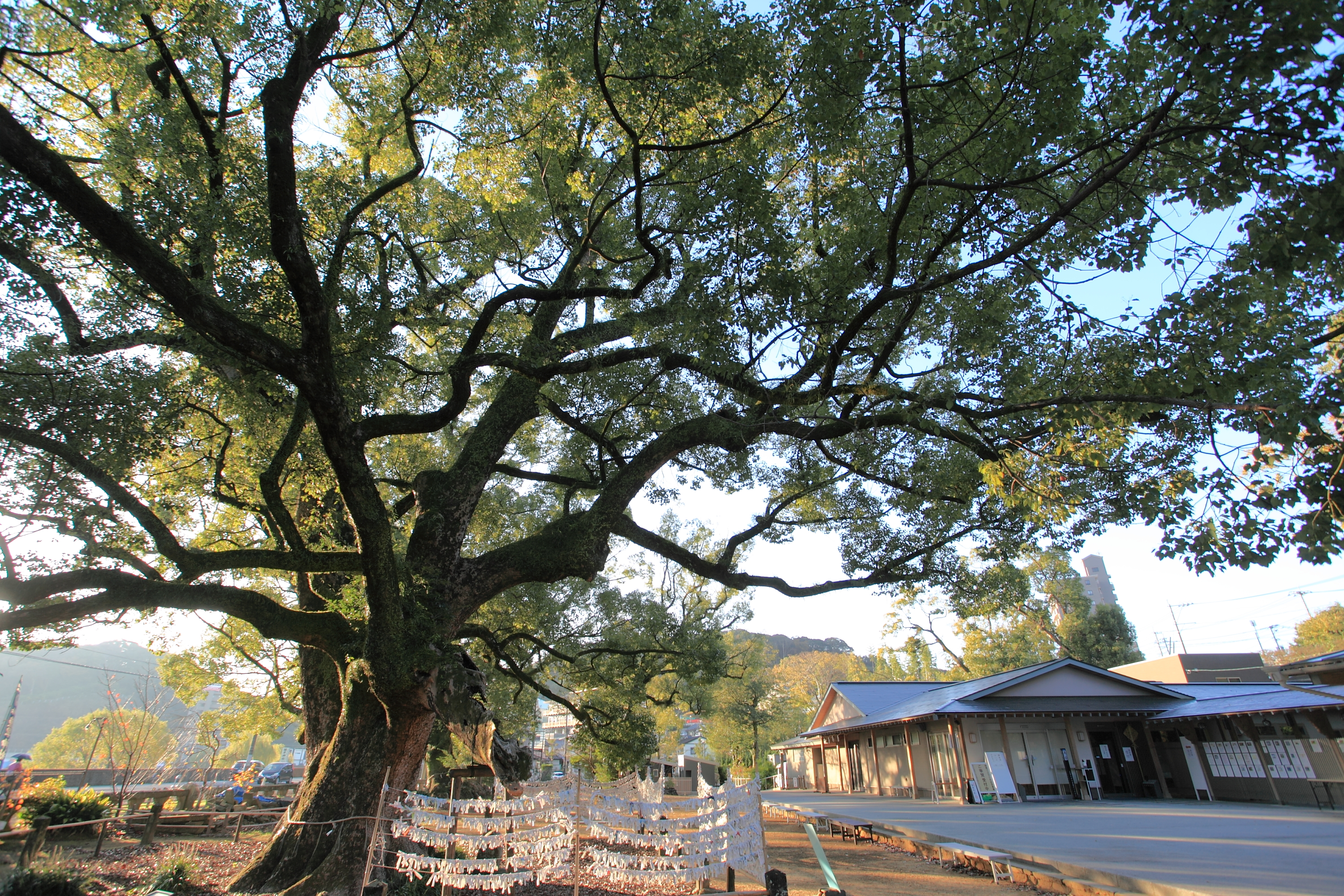 諫早神社楠木