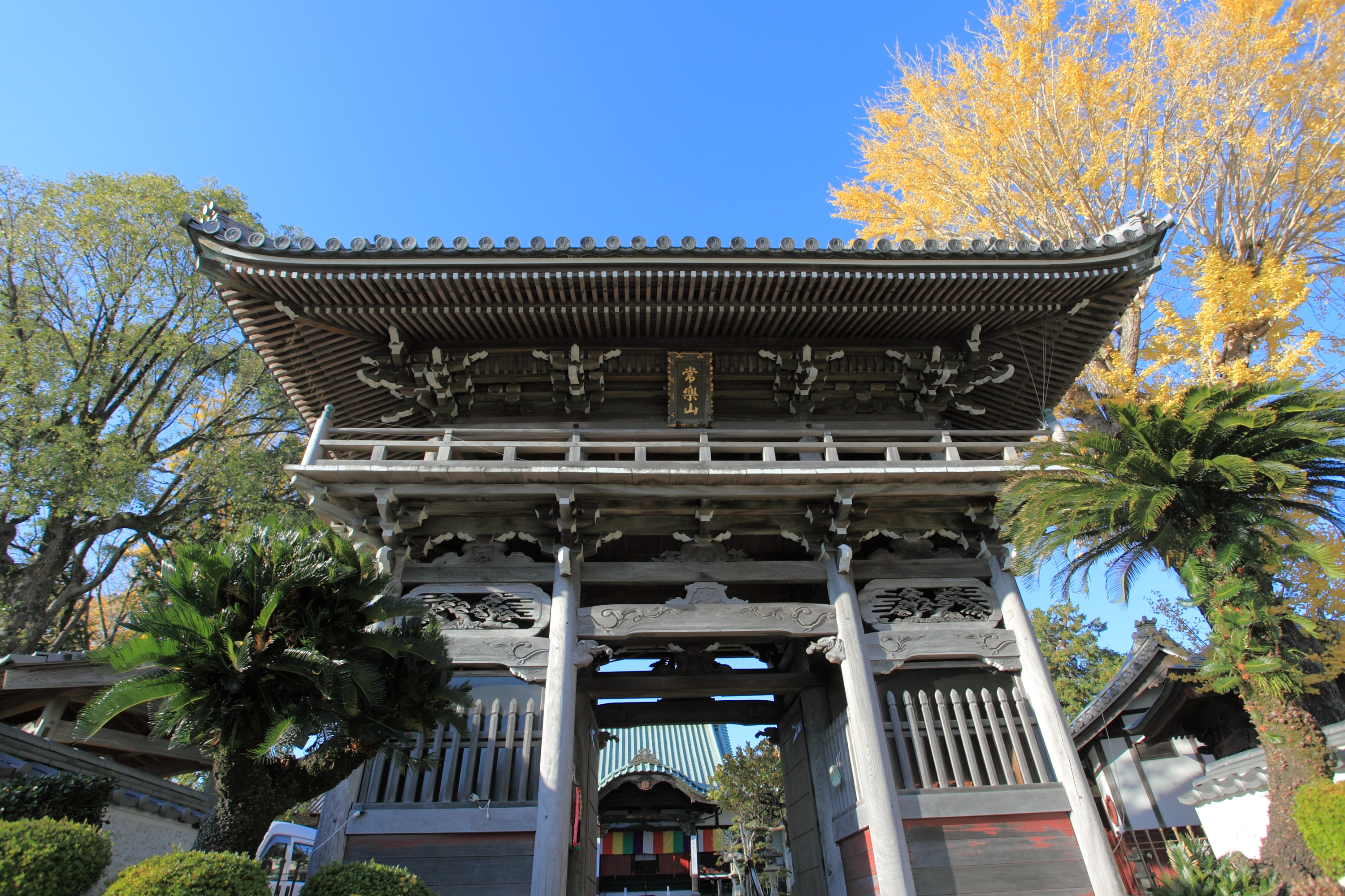 慶厳寺門とイチョウ