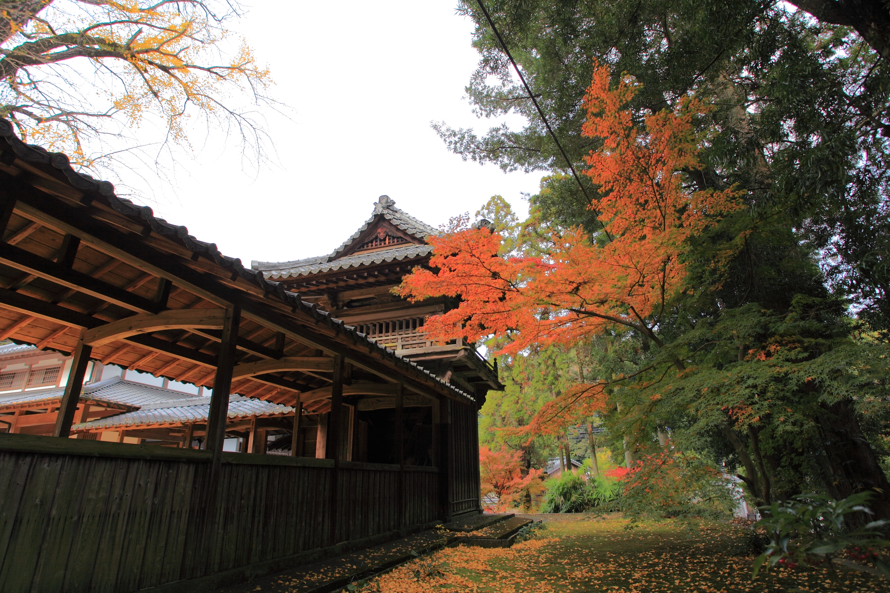 天祐寺もみじ赤と緑