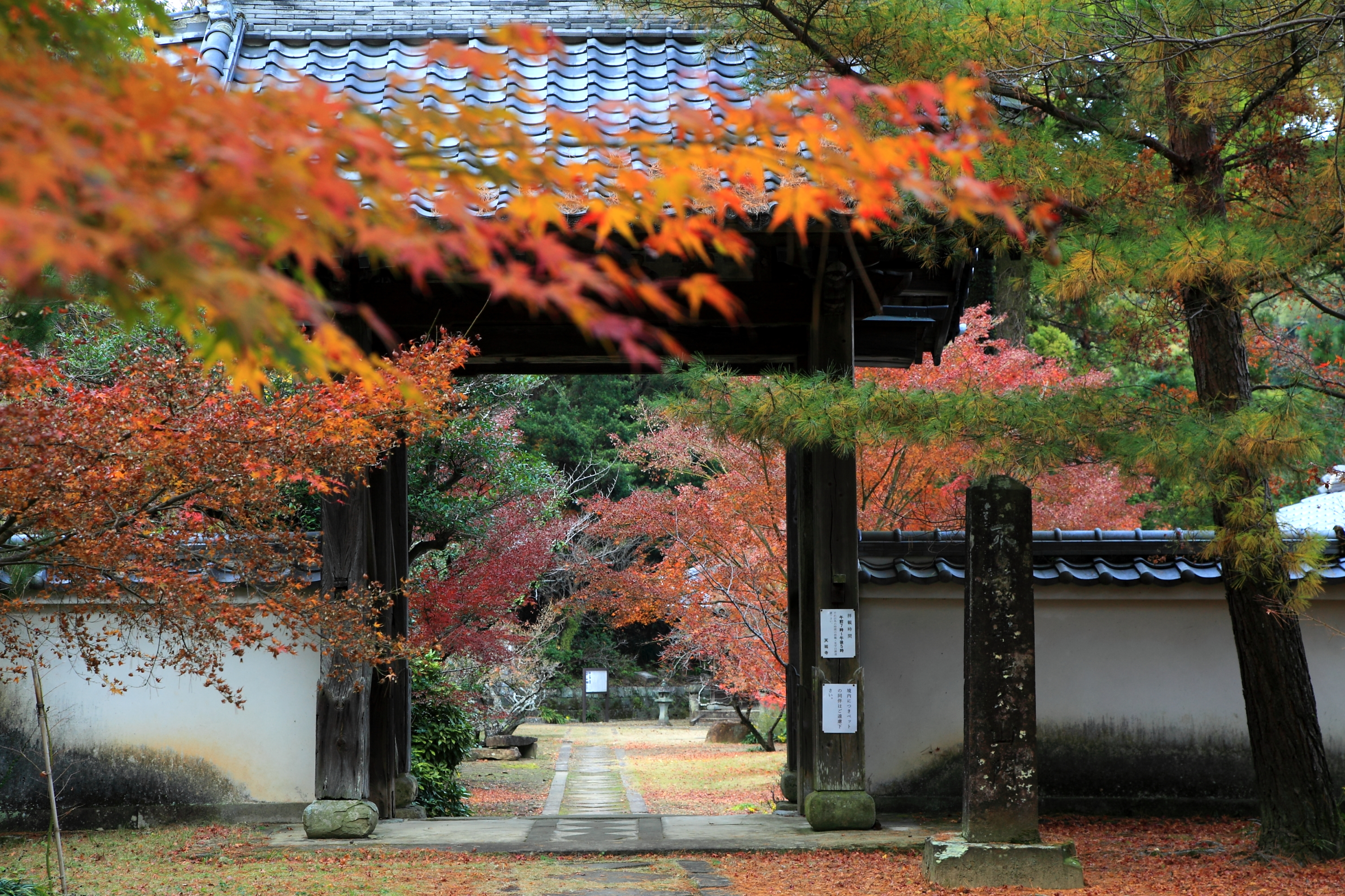 天祐寺門前の紅葉