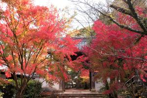 紅葉と天祐寺の画像