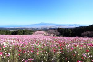 雲仙岳を望む白木峰高原のコスモスの画像