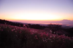 朝焼けの白木峰高原のコスモスの画像