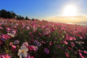 朝日に照らされる白木峰高原のコスモスの画像